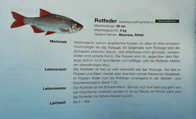fischen17